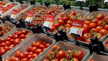 basf nunhems variétés tomates résistantes au ToBRFV