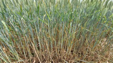 campagne fongicide céréales 2024 2025