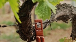 Le biocontrôle au vignoble