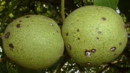 Les anthracnoses du noyer