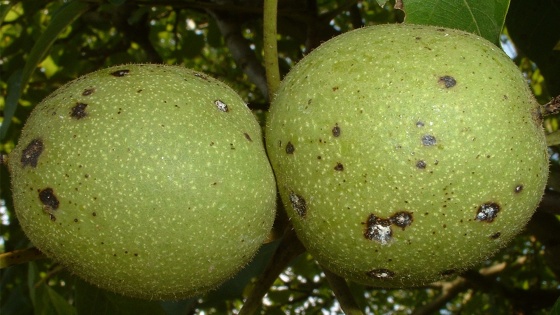 anthracnose