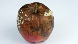 Les maladies de conservation des fruits à pépins
