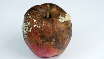 Les maladies de conservation des fruits à pépins