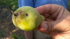 La stemphyliose du poirier