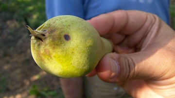 La stemphyliose du poirier