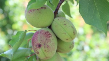 La tavelure des fruits à noyau