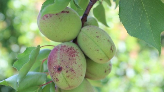 tavelure des fruits à noyau