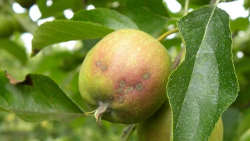 La tavelure des fruits à pépins