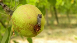 Le carpocapse des pommes et des poires