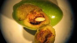 La mouche de l'olive