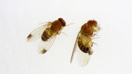 La mouche de la cerise