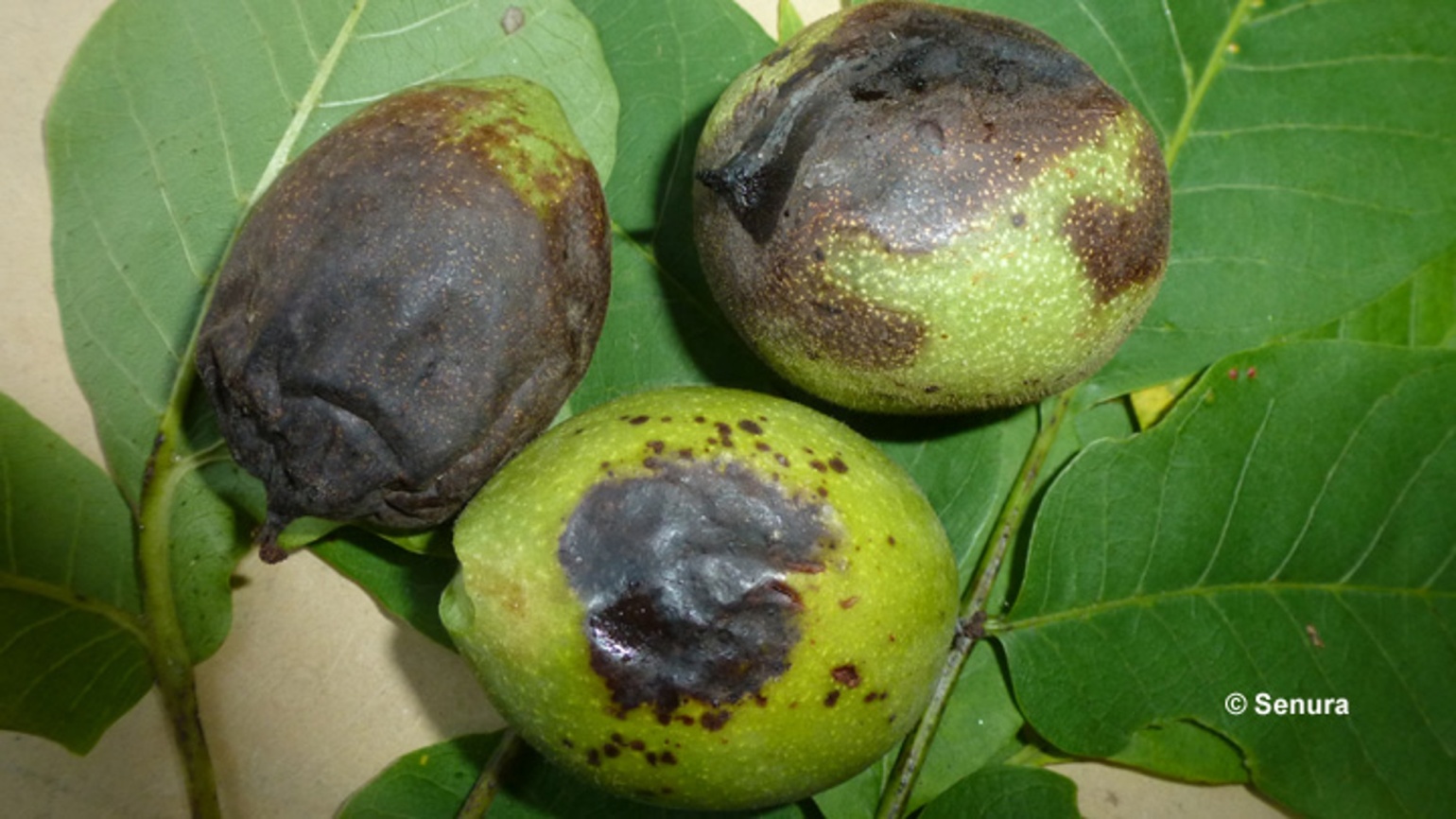 Mouche du brou du noyer Ravageurs des arbres fruitiers