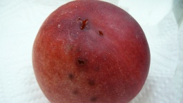 La mouche méditerranéenne des fruits
