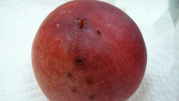 La mouche méditerranéenne des fruits