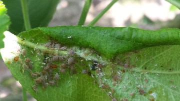Puceron cendré du pommier (Dysaphis plantaginea)