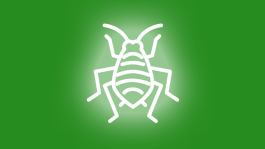 Puceron cendré du pommier