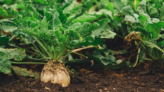 Protection fongicide de la betterave