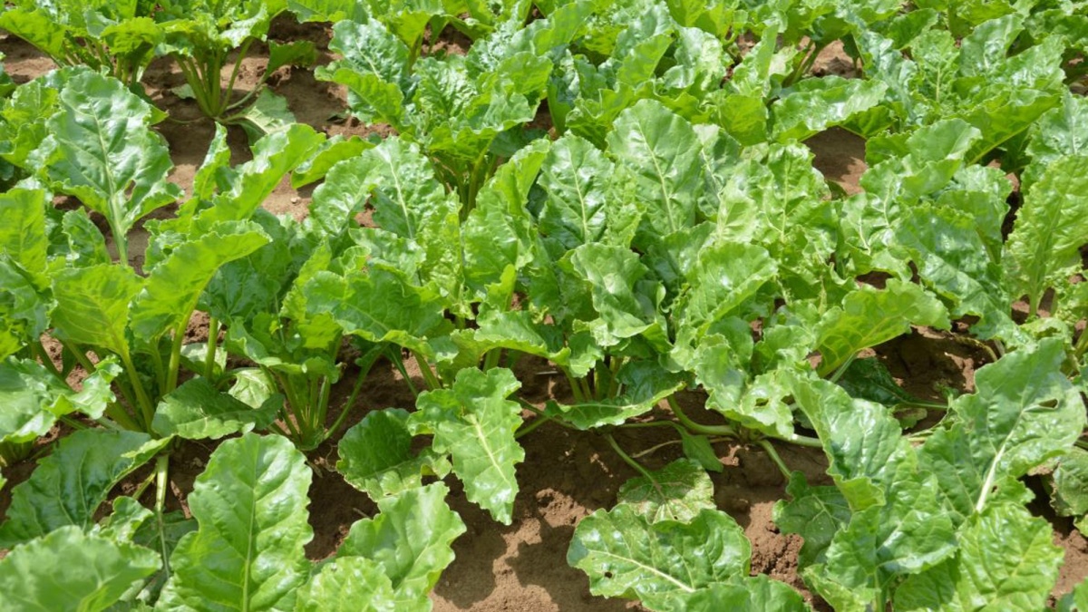 Maladies des betteraves