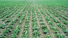 Protection insecticide de la betterave