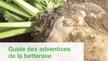 Guide des adventices de la betterave