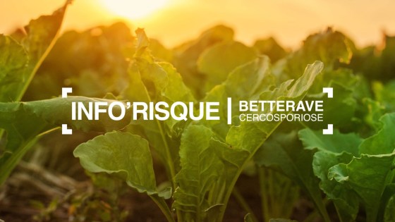 Inscrivez-vous à Info’risque betterave – alerte cerco