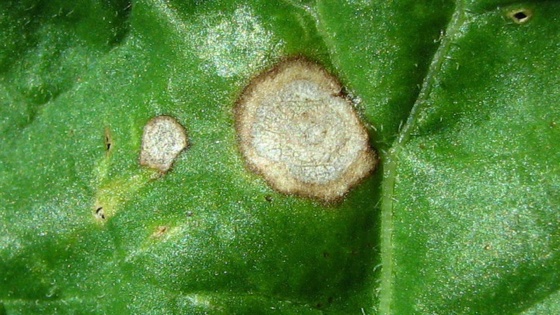 Cercosporiose de la betterave