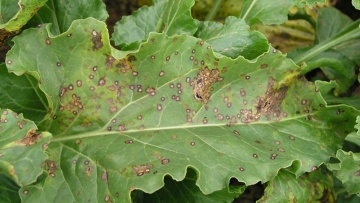 cercosporiose de la betterave