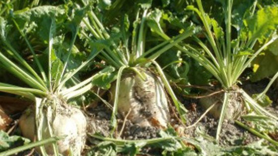 jaunisse sur betteraves