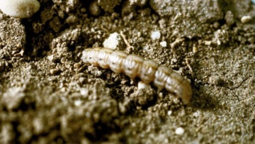 Noctuelle terricole (ou ver gris)