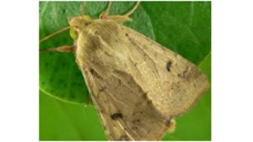 Noctuelle défoliatrice