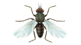 Pégomye