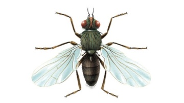 Pégomye