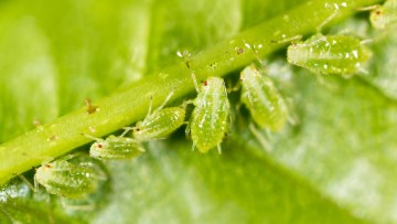 pucerons sur betterave