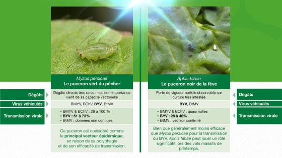 pucerons sur betteraves