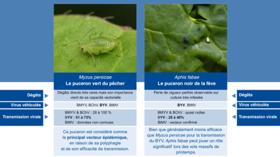pucerons sur betteraves