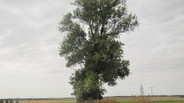 Arbres isolés