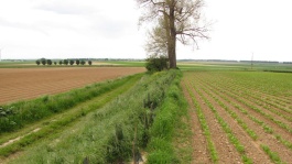 Arbres isolés