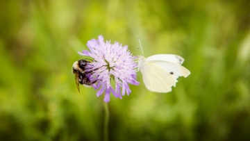 Protéger son colza sans nuire aux abeilles