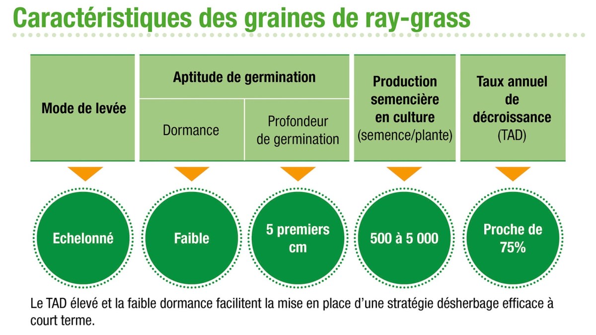 Caractéristiques des graines de ray-grass