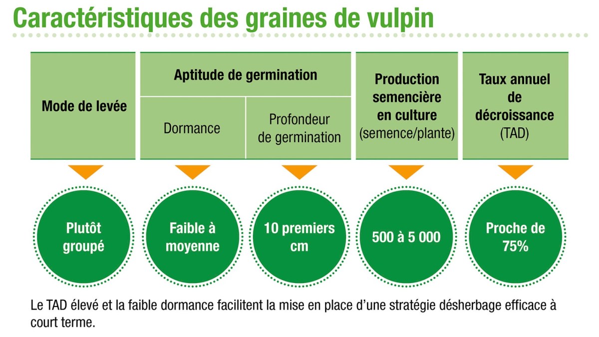 Caractéristiques des graines de vulpin
