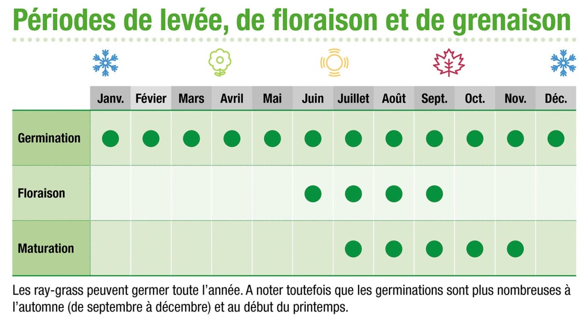 Périodes de levée, de floraison et de grenaison du ray-grass