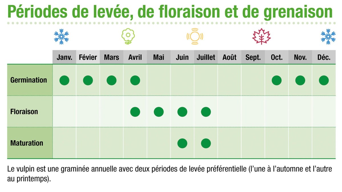 Périodes de levée, de floraison et de grenaison du vulpin