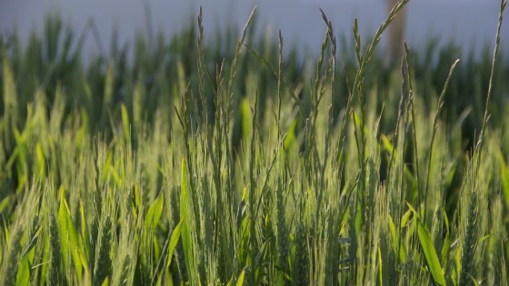 Ray-grass [Lolium spp.]