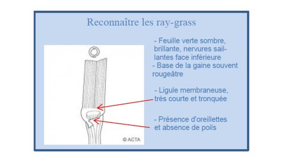 Reconnaître les ray-grass – source Acta©