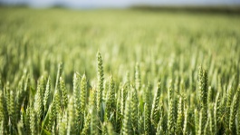 Protection des semences pour le blé