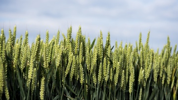 Les clés du raisonnement fongicide du blé