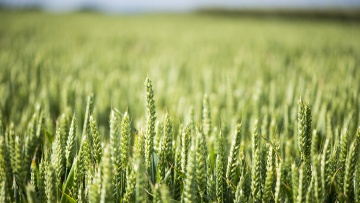 Protection des semences du blé