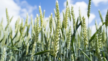 Cours et marchés du blé tendre