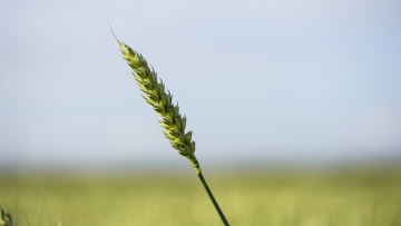 Les clés du raisonnement de la protection fongicide du blé