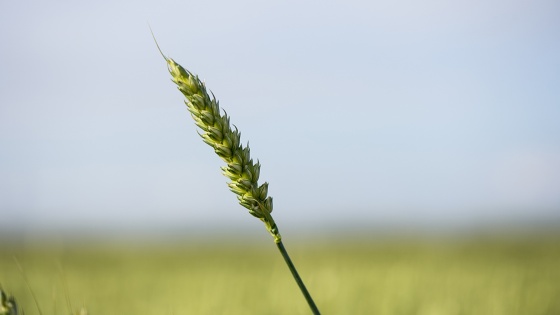 Les stades clés de la régulation du blé